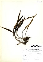 藏品(多形石葦)的圖片